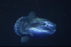 世界十大繁衍能力最強動物：翻車鲀魚當仁不讓，拔得頭籌