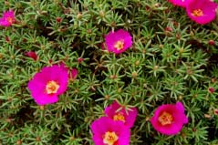 太陽花有哪些品種圖片？盤點10種最美品種太陽花
