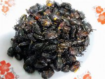 貴州6大“另類(lèi)”美食：炒臭屁蟲(chóng)、牛糞火鍋榜上有名