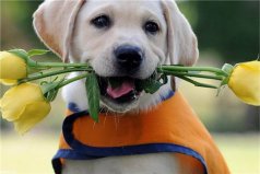 世界十大最適合家養(yǎng)的狗：博美犬上榜，拉布拉多犬排榜首