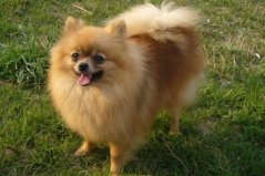 十大適合家養(yǎng)的小型犬：西施犬上榜，博美犬奪冠
