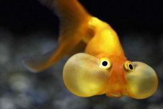 世界五大最難養(yǎng)的金魚，水泡金魚排在第一位