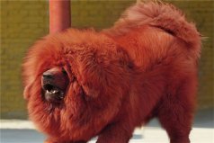 世界十大兇犬排行榜：高加索犬第二，藏獒第一