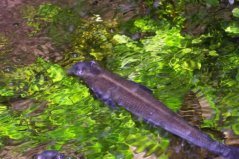 世界十大最奇葩的觀賞魚(yú)：四眼魚(yú)居榜首，你見(jiàn)過(guò)嗎？