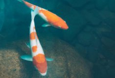 世界十大最美觀賞魚(yú)排名：小丑魚(yú)入圍，第一名是錦鯉