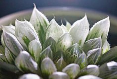 世界最名貴的十大多肉植物，霓虹燈玉露排第一名