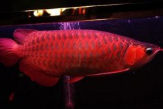 世界十大最貴的觀賞魚(yú)，血紅龍價(jià)格高達(dá)上萬(wàn)元