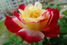 十大濃香型月季排名：珍妮莫羅排第五，紅雙喜奪冠