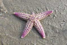 十大動作最慢的動物排名，海星、海參、蝸牛榜上有名
