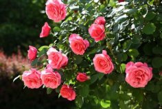 盤點(diǎn)中國十大著名市花：月季、菊花居前兩名