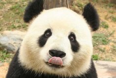 中國十大頂級奢侈品：云錦上榜，熊貓位居第一名