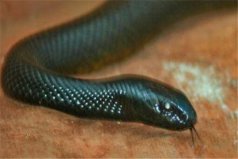 世界最毒十大生物，大班蛇、石頭魚位居前列