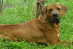 世界十大兇悍猛犬：土佐斗犬居魁首，比特犬第二