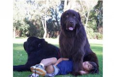 世界最大的十大犬種：紐芬蘭犬、大丹犬位列榜首