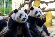 世界十大著名的國寶動(dòng)物：獨(dú)角犀牛上榜，大熊貓高居榜首