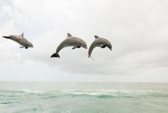 盤點(diǎn)十大睡覺時間最短的動物，海豚、長頸鹿排前兩名