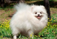 十大世界最可愛的狗排名：博美犬排第一，柯基犬居第三