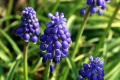 世界十大最香的植物排名，風(fēng)信子、香水樹前兩位