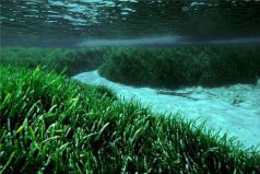 世界上壽命最長10大植物，波西多尼亞海草排第一名