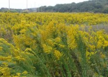 國(guó)內(nèi)十大外來入侵植物，加拿大一枝黃花排第一位