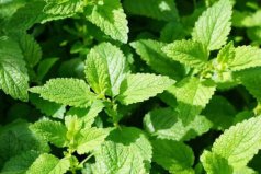 世界最出名的十大草本植物：薄荷、蘆薈、人參排前三名
