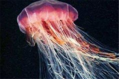 世界十大劇毒水母，僧帽水母、箱形水母榜上有名
