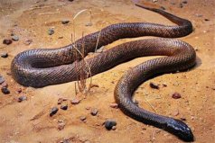 世界毒性最強(qiáng)的十大生物，流浪蜘蛛上榜、大班蛇居榜首