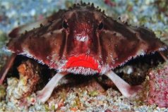 世界十大最丑動(dòng)物：紅唇蝙蝠魚(yú)居首，精靈鯊居第二
