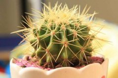 十大容易養(yǎng)活的室內(nèi)植物，仙人球、綠蘿位列前兩名