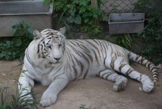 世界最漂亮的十大動物，白虎、種馬、小熊貓居前三位