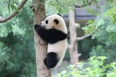 世界十大最受歡迎動物：考拉上榜，大熊貓位列第一