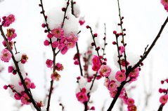 中國(guó)十大名花排行榜，梅花、蘭花排前兩名