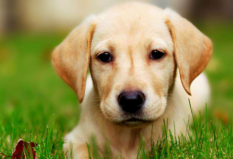 全球十大人氣犬種排行榜：金毛第二，拉布拉多位列第一