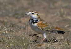 世界上10大最受歡迎的寵物鳥，百靈鳥排第一位