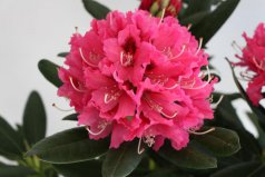 杜鵑花十大品種排名：黃花杜鵑上榜，高山杜鵑排第一