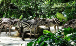 新加坡旅游景點(diǎn)排名前十，新加坡動(dòng)物園排第一位