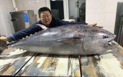 來(lái)自深海的5種頂級(jí)海鮮：象拔蚌上榜，藍(lán)鰭金槍魚(yú)居榜首