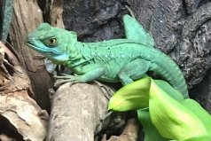 盤點(diǎn)自然界十種變色動(dòng)物，變色龍位列第一
