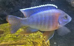 三大流氓觀賞魚(yú)排行榜：十間魚(yú)排第二，雜鯛排第一