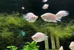 世界十大養(yǎng)不死的熱帶魚(yú)，孔雀魚(yú)、銀龍魚(yú)榜上有名