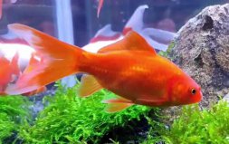 冷水魚(yú)什么品種最好養(yǎng)？十大養(yǎng)不死的冷水魚(yú)