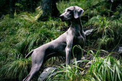 世界十大禁養(yǎng)猛犬排行榜：美國斗牛犬上榜，比特犬排第一位