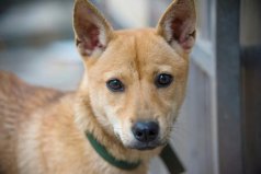 世界十大最長壽的犬種，中華田園犬壽命可達20年
