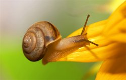 世界上最多牙齒的動物，蝸牛有兩萬多顆牙齒