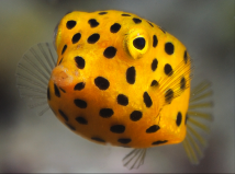 世界十大呆萌可愛(ài)的觀賞魚(yú)，粒突箱鲀居第一位