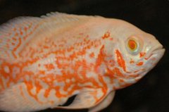 世界十大好養(yǎng)的大型觀賞魚(yú)：銀龍魚(yú)居第六，地圖魚(yú)排第一