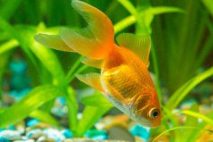 十大最好養(yǎng)小型觀賞魚(yú)：錦鯉排第六，孔雀魚(yú)位列第二