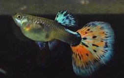 十大最好看的觀賞魚(yú)，孔雀魚(yú)和龍魚(yú)位列前兩名