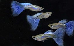 12種最適合懶人養(yǎng)的觀賞魚(yú)，孔雀魚(yú)排第一位
