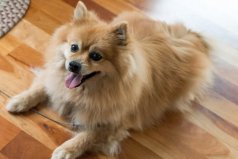 世界十大最萌的寵物狗：薩摩耶犬居第四，博美犬居榜首
